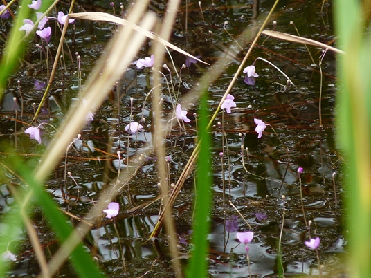 {Utricularia purpurea}